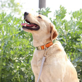 Nylon Customized Personalized Dog Collar Leash Name ID Tag-Wiggleez-Blue Collar-S-Wiggleez