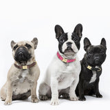 Personalized Leather Engraved Dog Collar Pet Buckle For Small Medium Large Dogs-Wiggleez-Black-S-Wiggleez