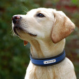 Personalized Leather Pet Name ID Dog Collar-Wiggleez-Black-M-Wiggleez
